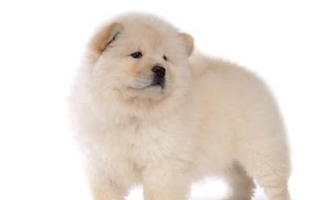 我為什么喜歡狗
