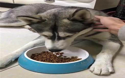 哈士奇黑眼圈多大退去