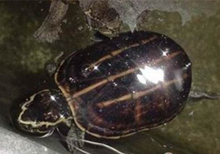 果核泥龜好養嗎