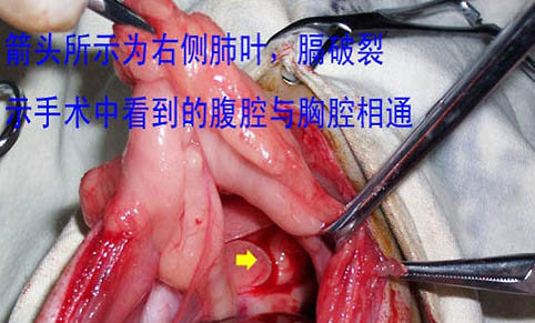 如何讓貓咪晚上不鬧騰?