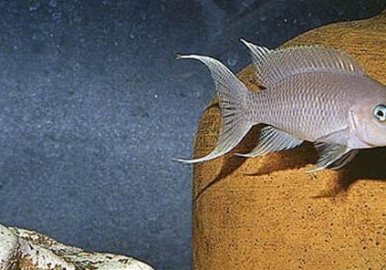 女王燕尾魚好養嗎