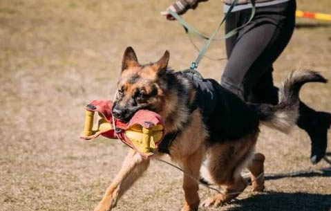 德國牧羊犬嘔吐不吃東西的原因及處理方法