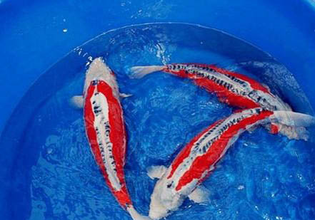 黃金錦鯉和什么魚混養好