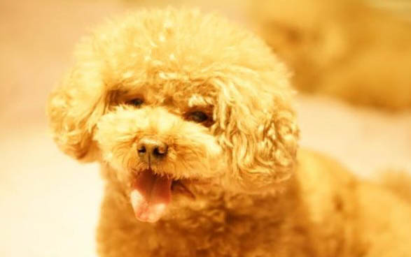 如何制止泰迪犬咬人