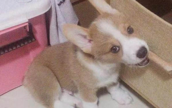 狗狗為什么早產啊