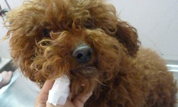 高加索犬一般懷孕幾個月生產