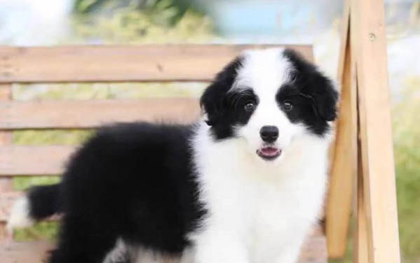 邊境牧羊犬最聰明的狗