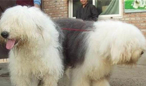 狗狗細(xì)小后不吃東西怎么辦