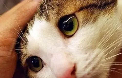 貓咪呼吸麻醉多久醒來