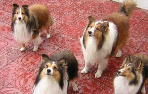 喜樂蒂牧羊犬脾臟大的原因及處理方法