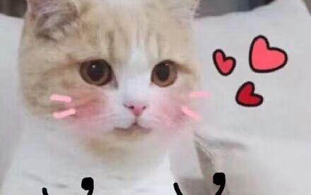 貓咪一直想吐又吐不出來的原因?