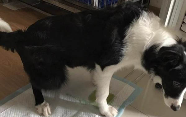 狗狗腸胃炎死亡的征兆有哪些