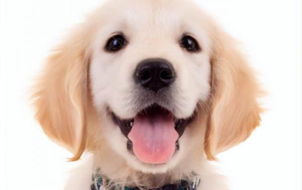 狗骨折要多久恢復