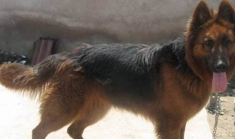 德國牧羊犬有哪些品種