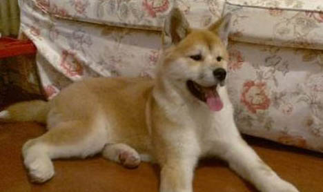 如何區分秋田犬和柴犬