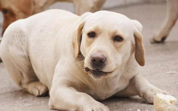 2個(gè)月的狗得了犬瘟能活多久