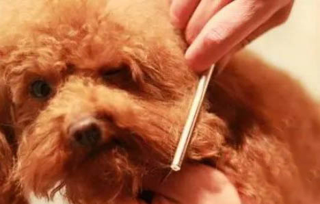 狗狗不能打哪個部位，狗狗的這5個位置千萬不能打