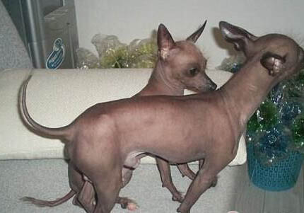 墨西哥無毛犬半夜突然叫是什么原因