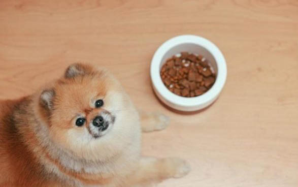 狗狗喜歡咬主人袖子的原因有哪些