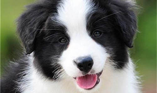 哪里有賣邊境牧羊犬 怎么買牧羊犬