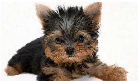 約克夏造型多久做一次