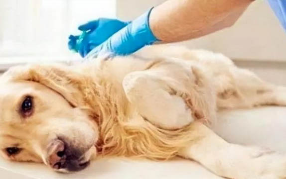 怎么知道小狗餓了