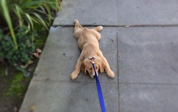 狗狗身上的味道太重怎么辦