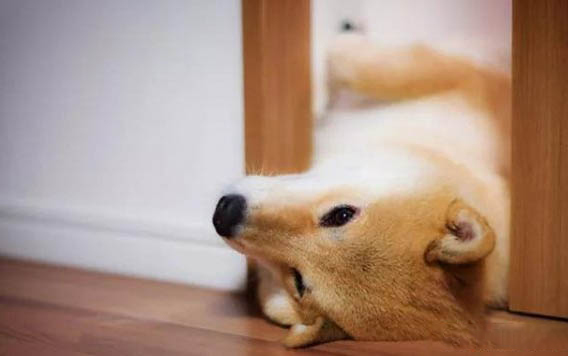 日本秋田犬不愛吃東西的原因都是什么