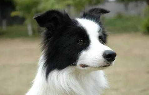 哪里有賣邊境牧羊犬