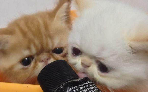 養(yǎng)美國(guó)短毛貓有哪些注意事項(xiàng)