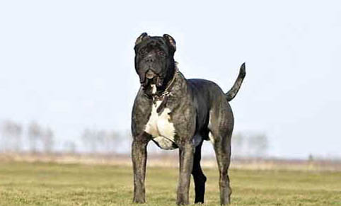 世界十大兇猛犬排名