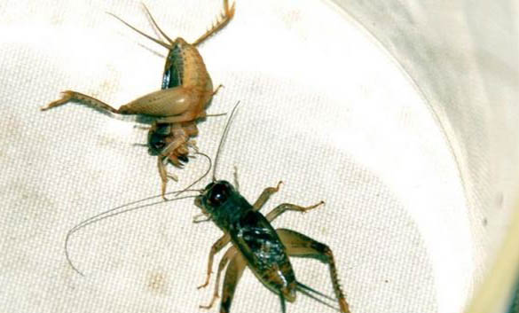 蟋蟀和蟈蟈的區別