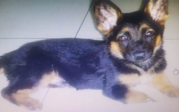 喜樂蒂牧羊犬晚上突然精神亢奮