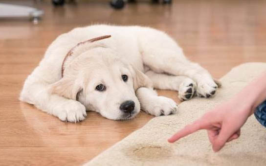 薩摩耶狗狗賣多少錢一只