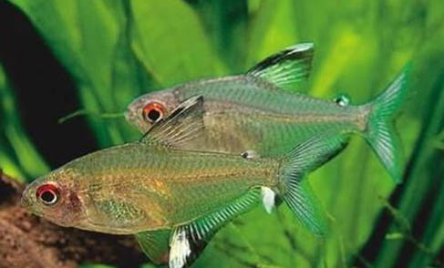養魚水渾濁了怎么辦