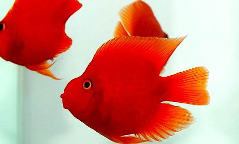 接吻魚(yú)可以和虎皮魚(yú)混養(yǎng)嗎
