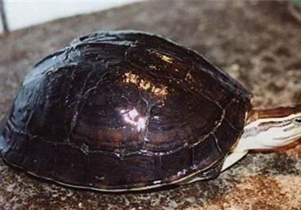 安布閉殼龜犯法不