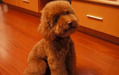 貴賓犬可以吃什么食物