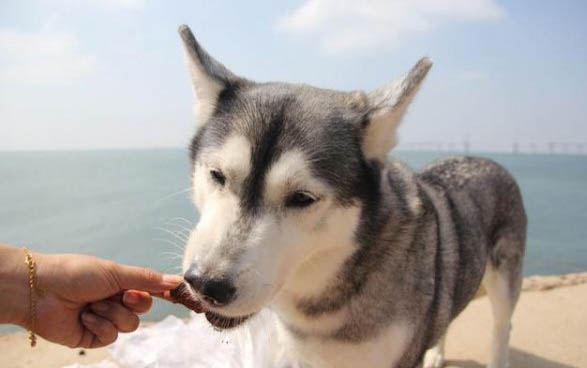 東德牧羊犬價格一覽表