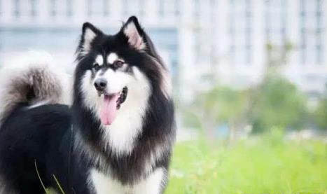 狗狗腿無力站不起來,可能是因為以下原因
