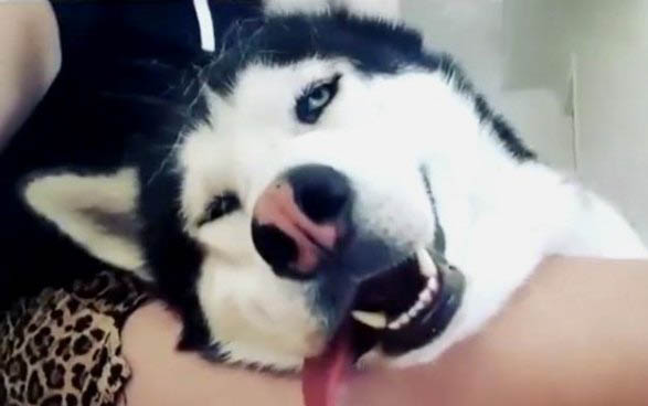 狗狗為什么老吐白沫子怎么回事啊