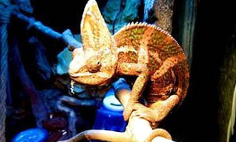 高冠變色龍可以活多久呢