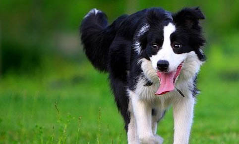邊境牧羊犬嘔吐不吃東西的原因及處理方法