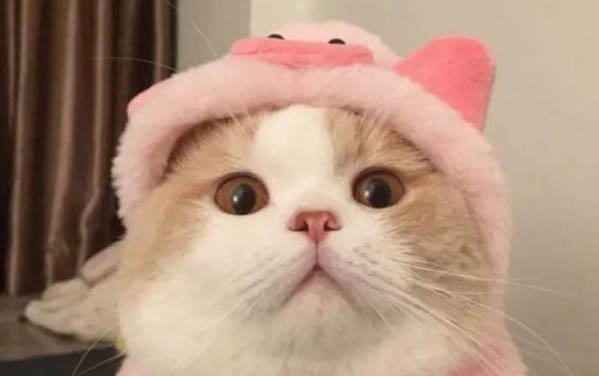 如何分辨出生小貓公母