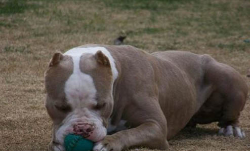 惠比特犬智商排名