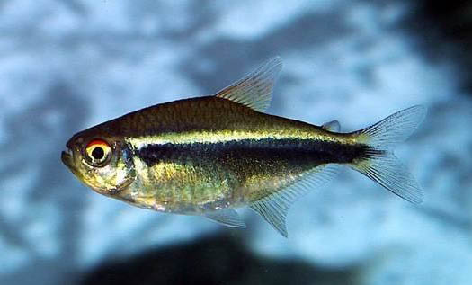 招財魚養幾條好