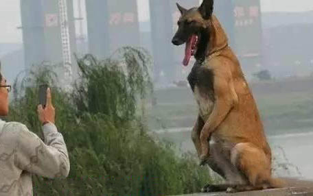 大狗比小狗更危險嗎