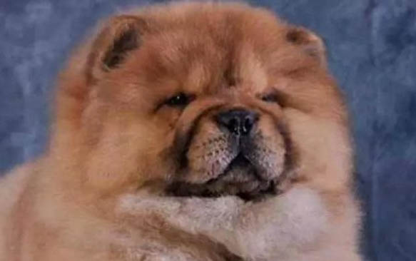 松獅犬流眼淚眼屎多是什么原因
