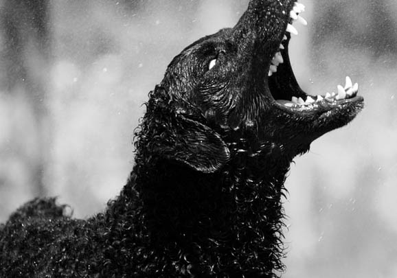 德文卷毛貓性格怎樣