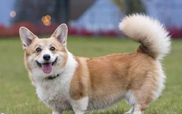 如何給柯基犬注意事項